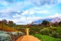 Stellenbosh Winery