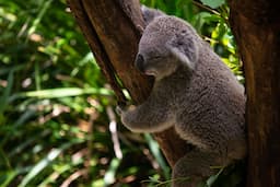 Sydney Wildlife Zoo