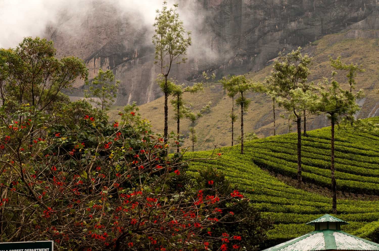 Tea Gardens & Museums