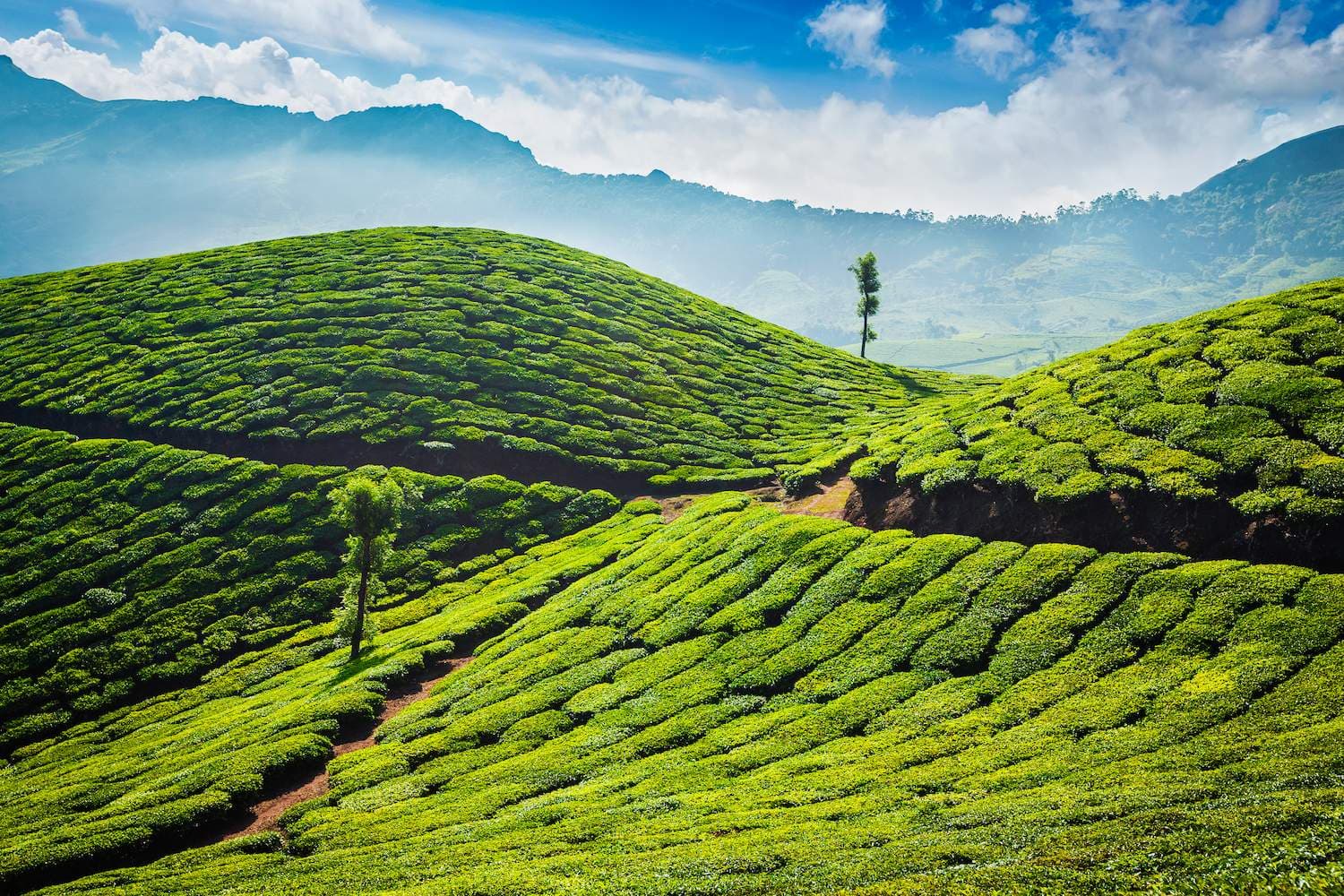 Tea Gardens & Museums