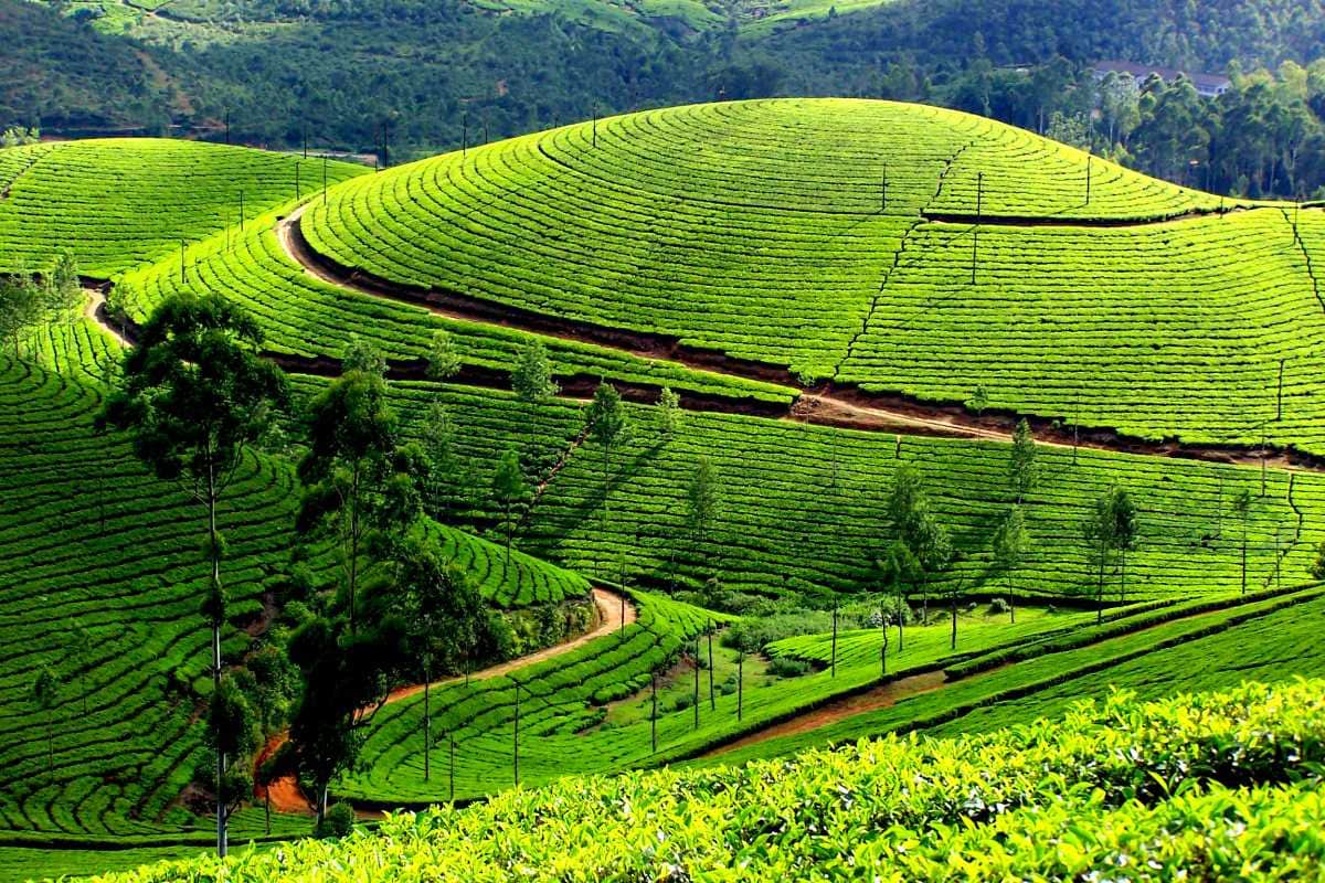 Tea Gardens & Museums