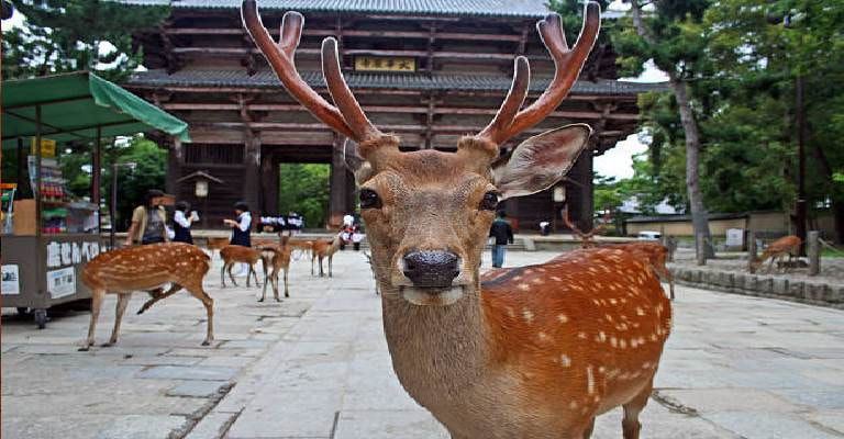 Todaiji Temple