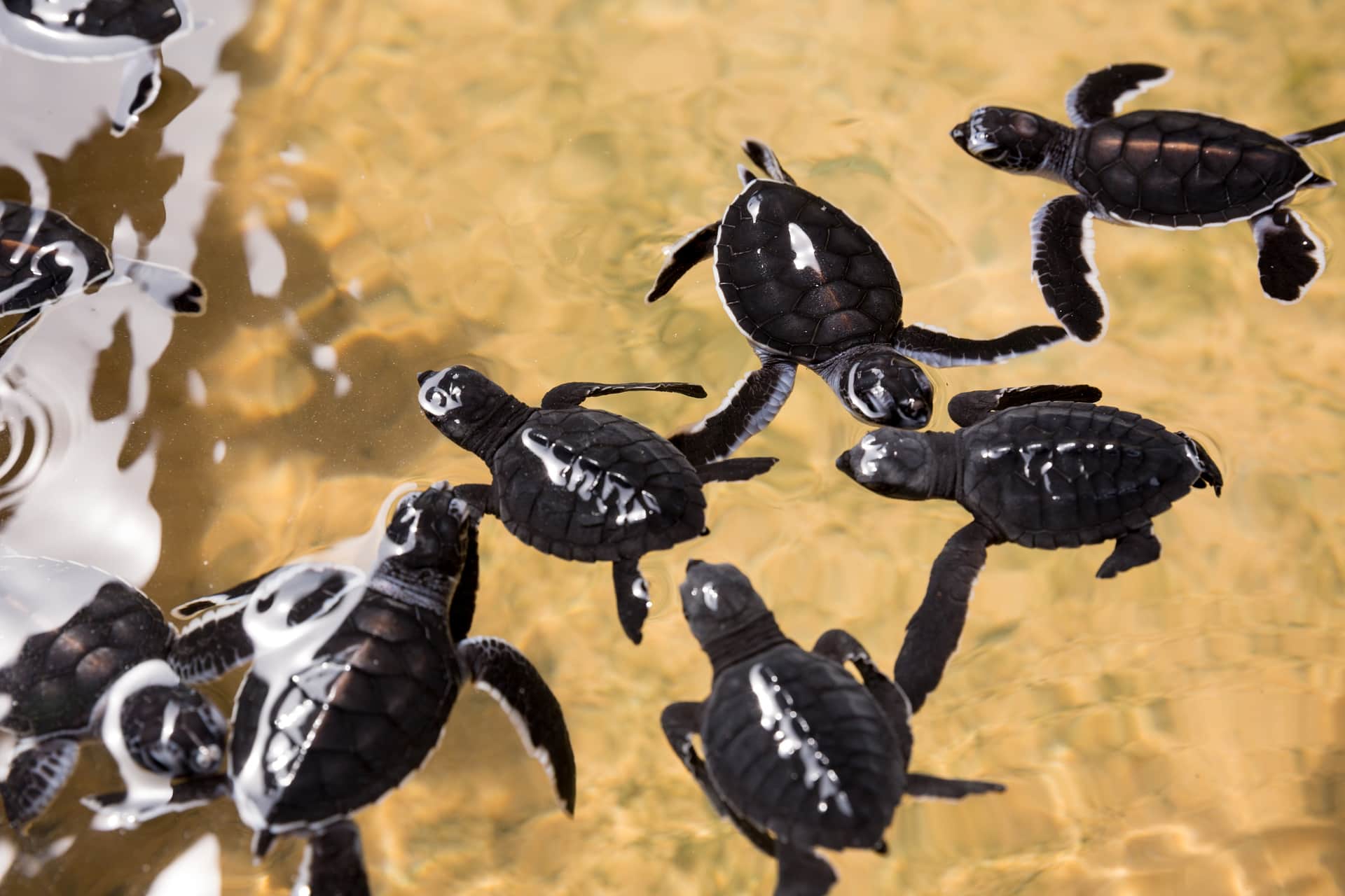 Turtle Hatchery 1