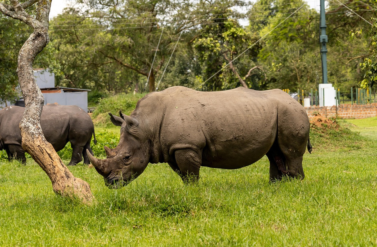 Ziwa Rhino Sanctuary