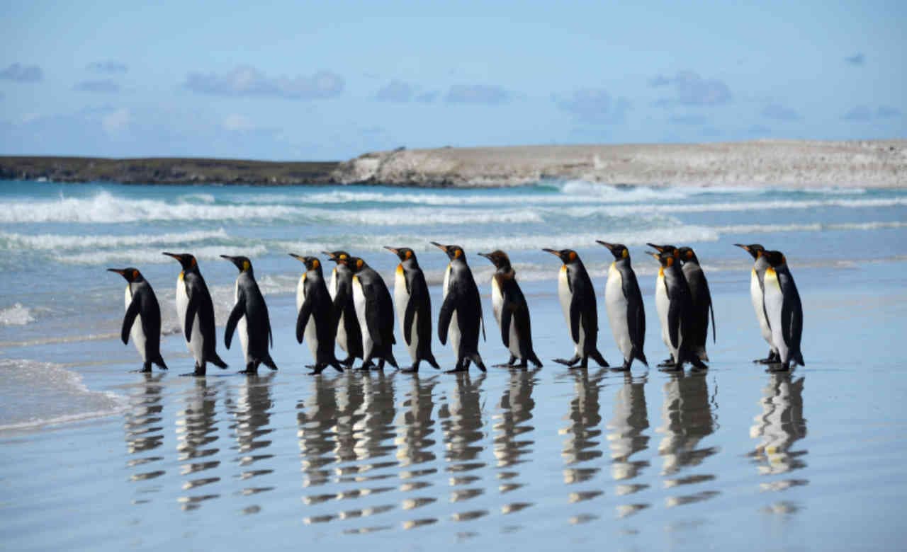 Phillip Island with Penguin Parade