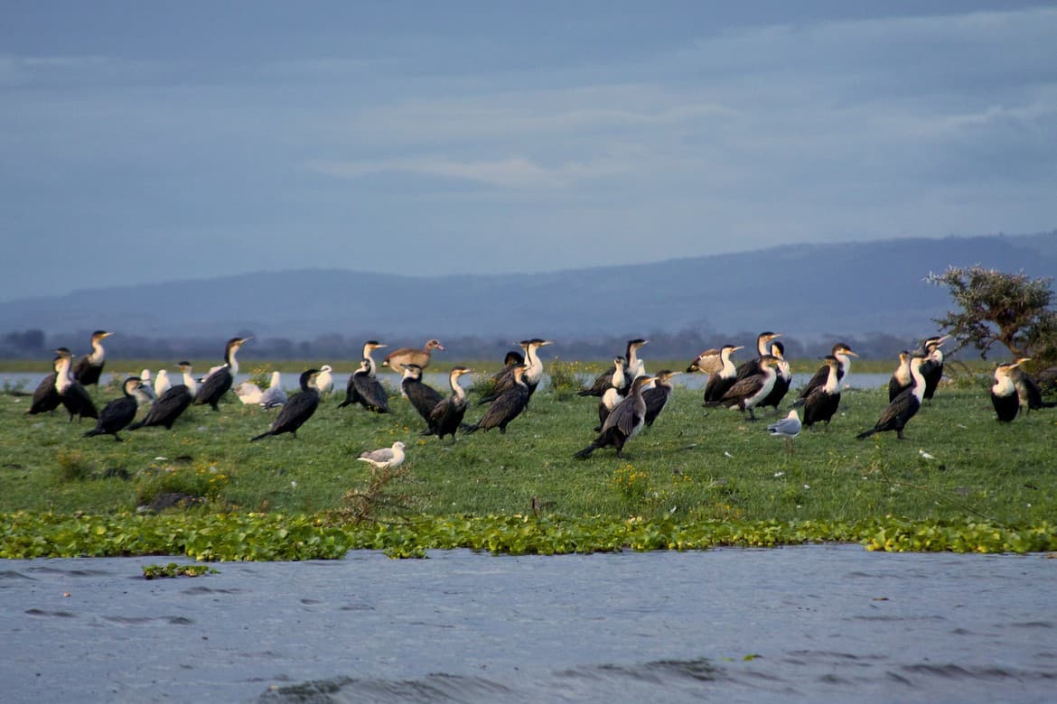 Cormorants on Lake Naivesha