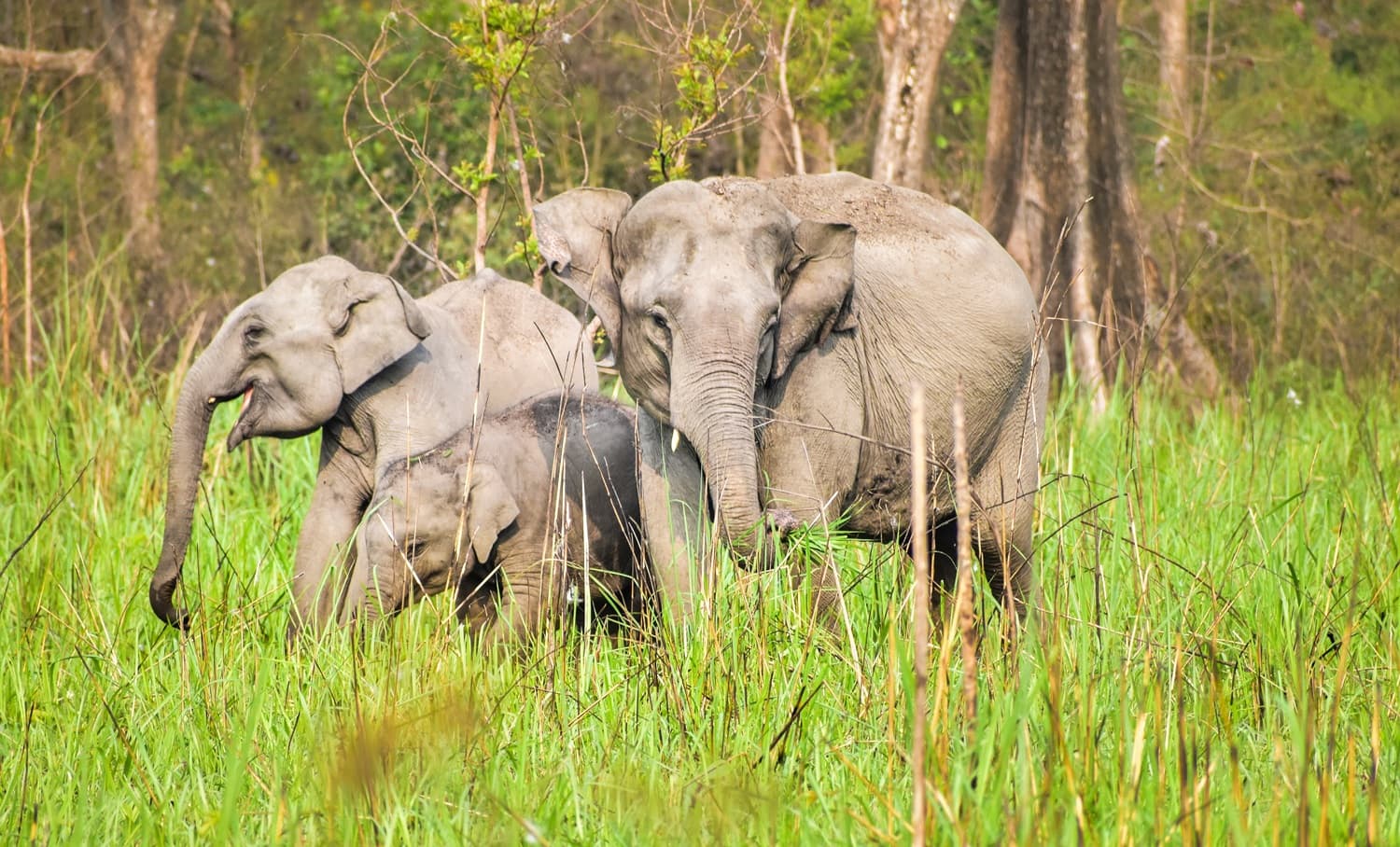 Elephant safari in Chitwan National Park