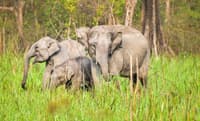 Elephant safari in Chitwan National Park