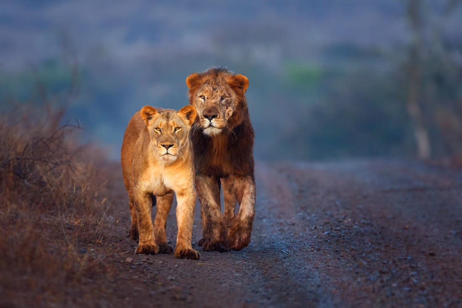 Gir (Junagarh)