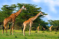 Giraffes at Lake Nakuru