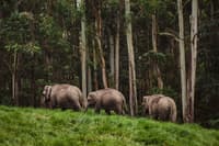 Go for a unique tribal heritage walk in Thekkady