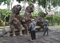Bali Safari