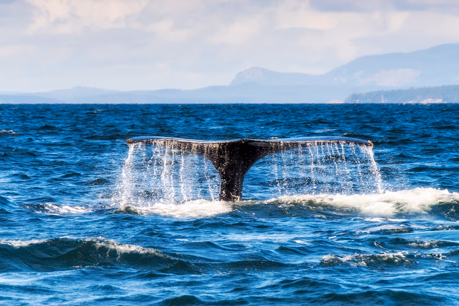 Whale Watching Tour