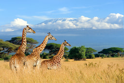 Masai Mara 3