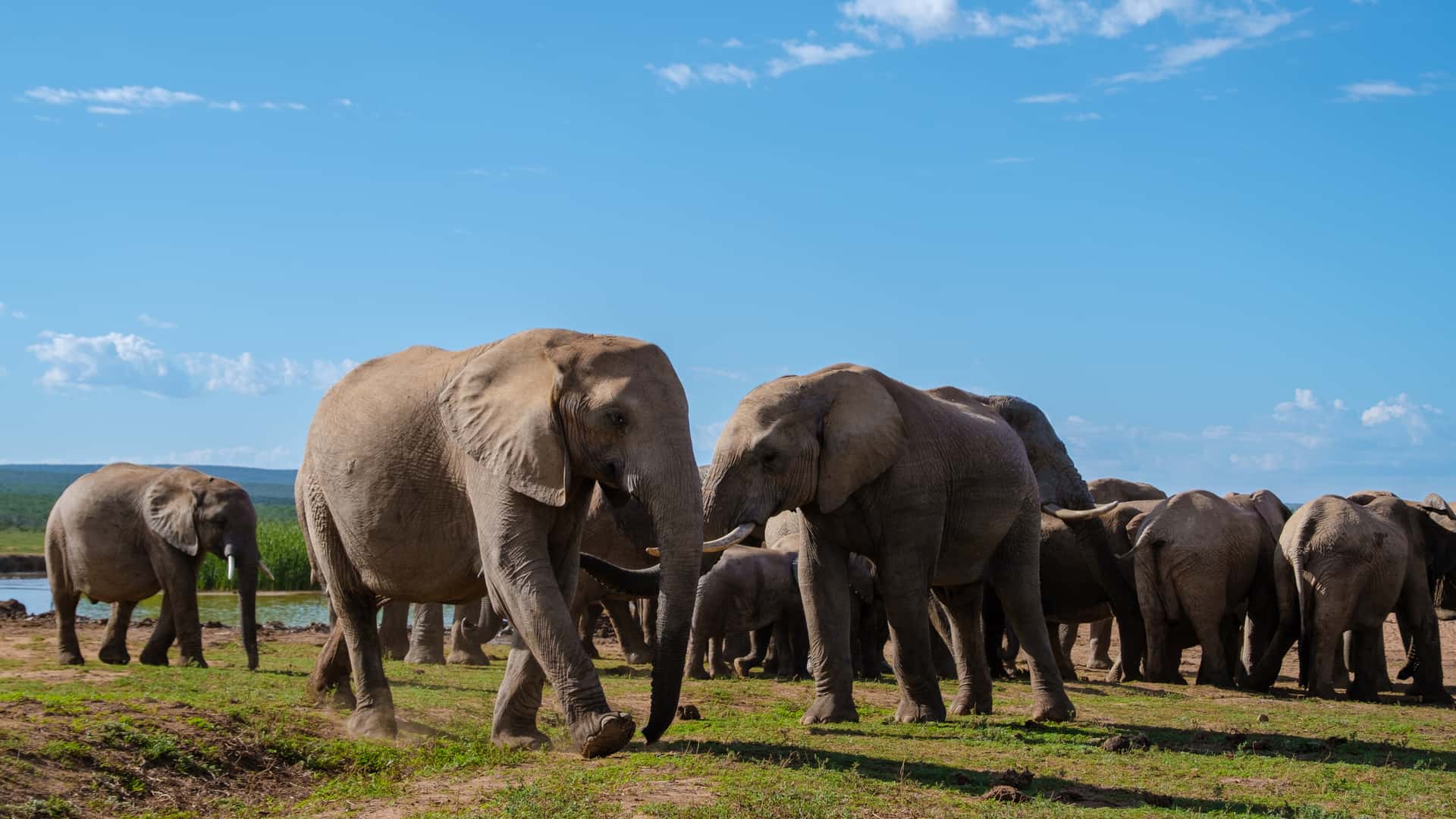 Addo Elephant National Park in All of Africa