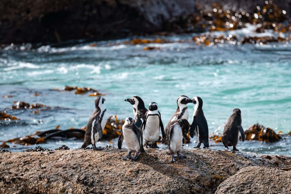 Admire the penguins at Boulders Beach in All of Africa