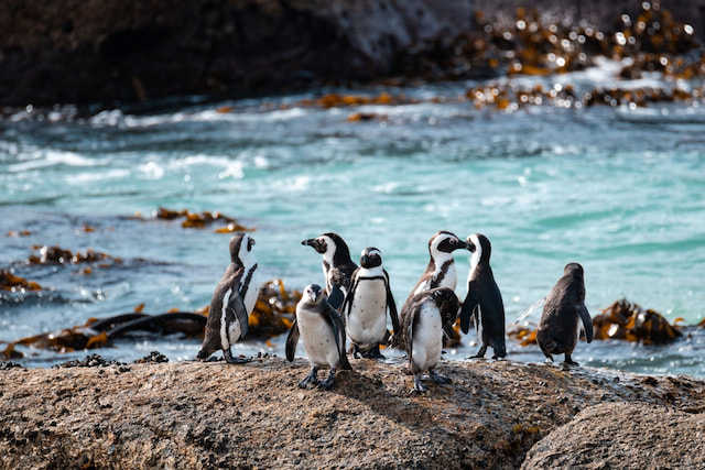 Admire the penguins at Boulders Beach