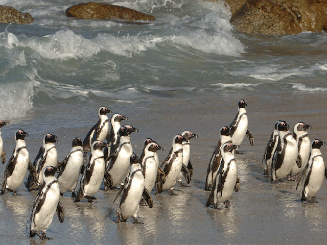 Admire the penguins at Boulders Beach - 1