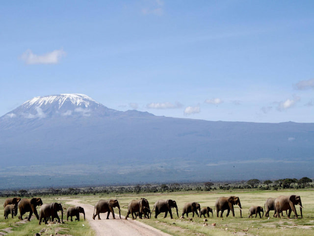 Amboseli National Park (Game Drive) - 1