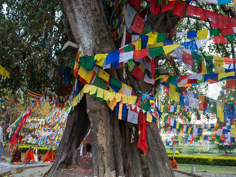 Bodhi Tree - 1