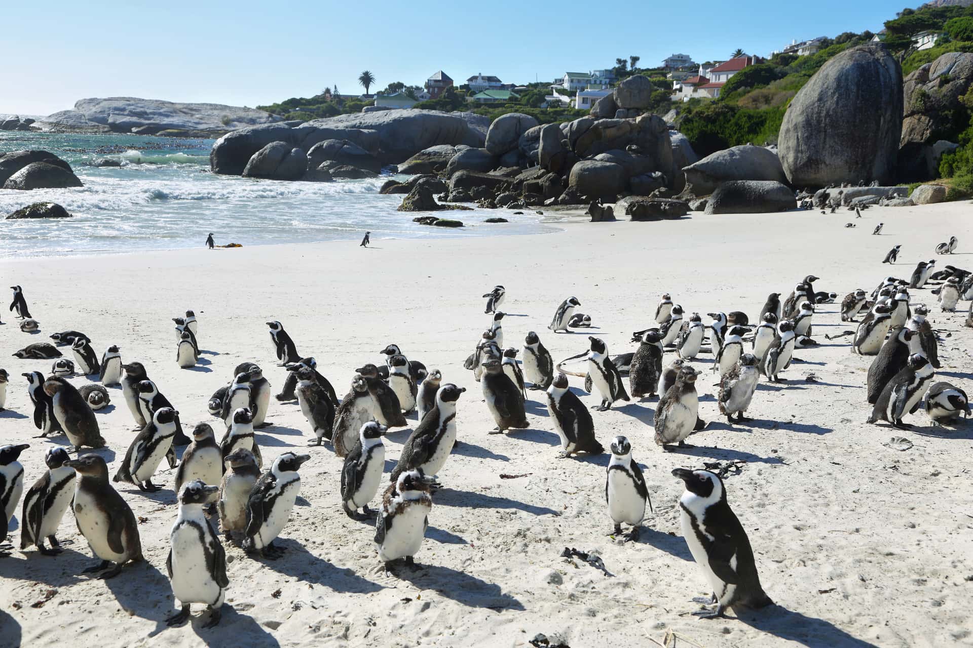 Boulders Beach in All of Africa