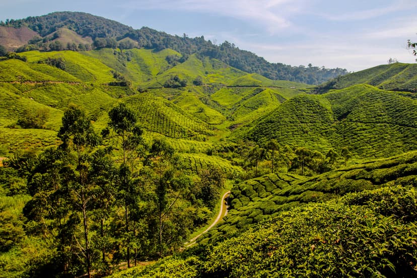 Cameron Highlands