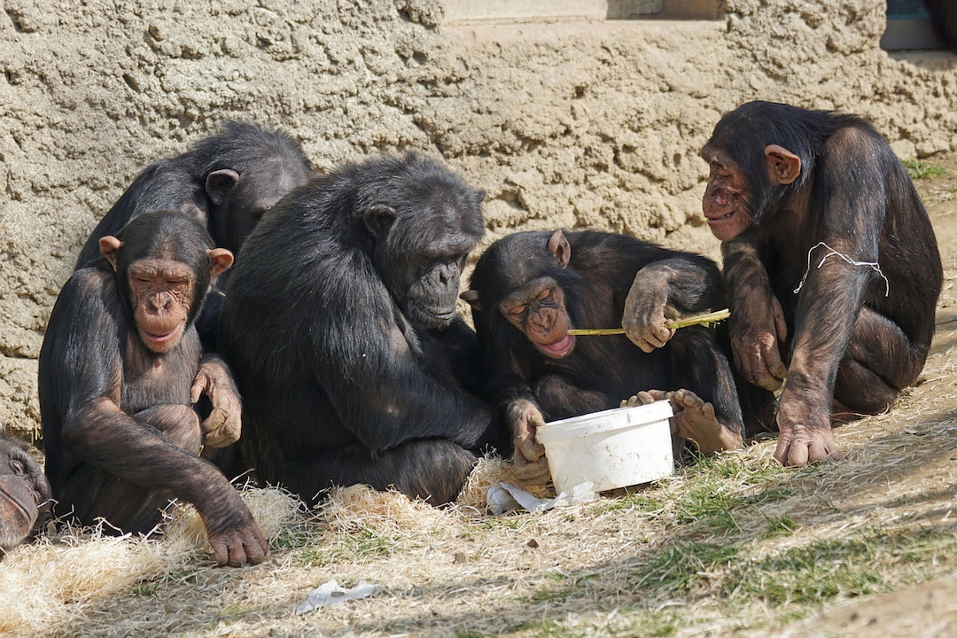 Chimpanzees’ In Gombe Stream National Park
