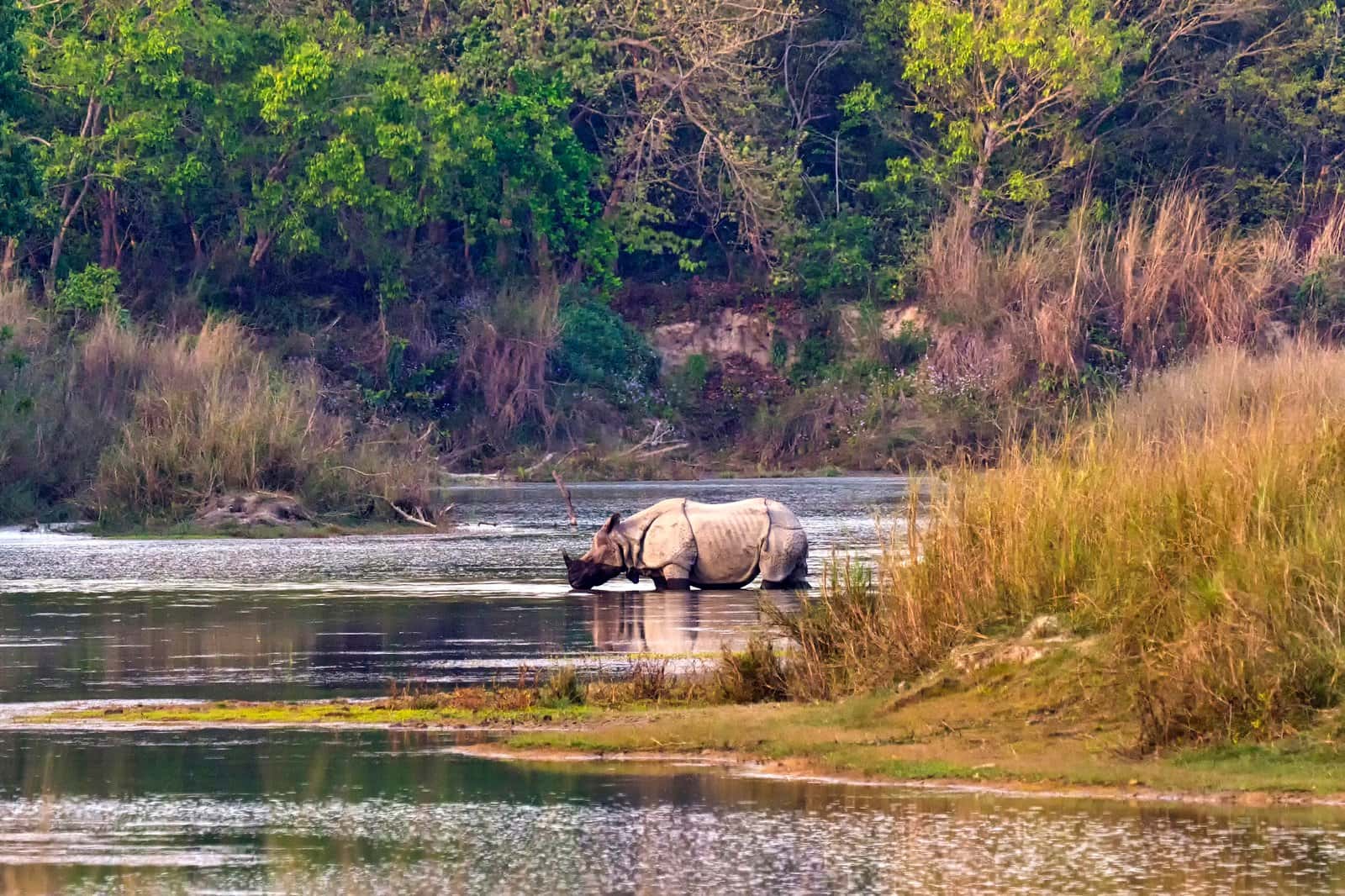 Chitwan National Park in Nepal