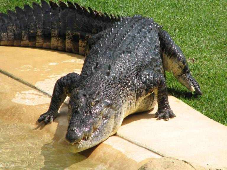 Crocodile Farm - 1