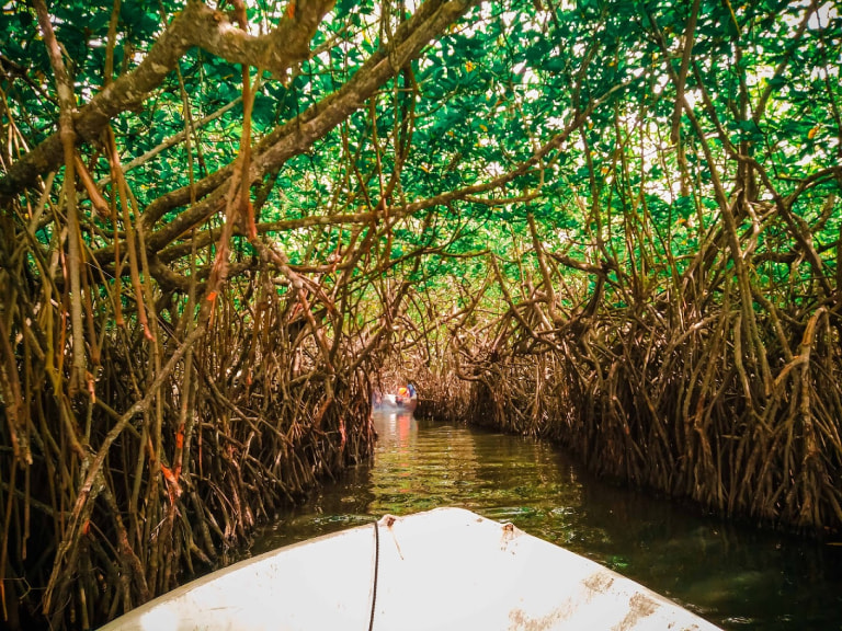 Cruise Through the Mangroves - 1