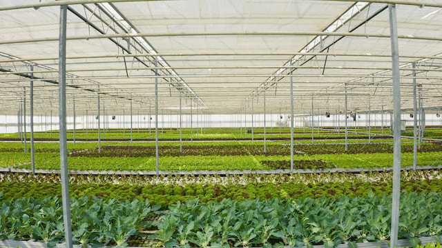 Drink Wine at Babylonstoren