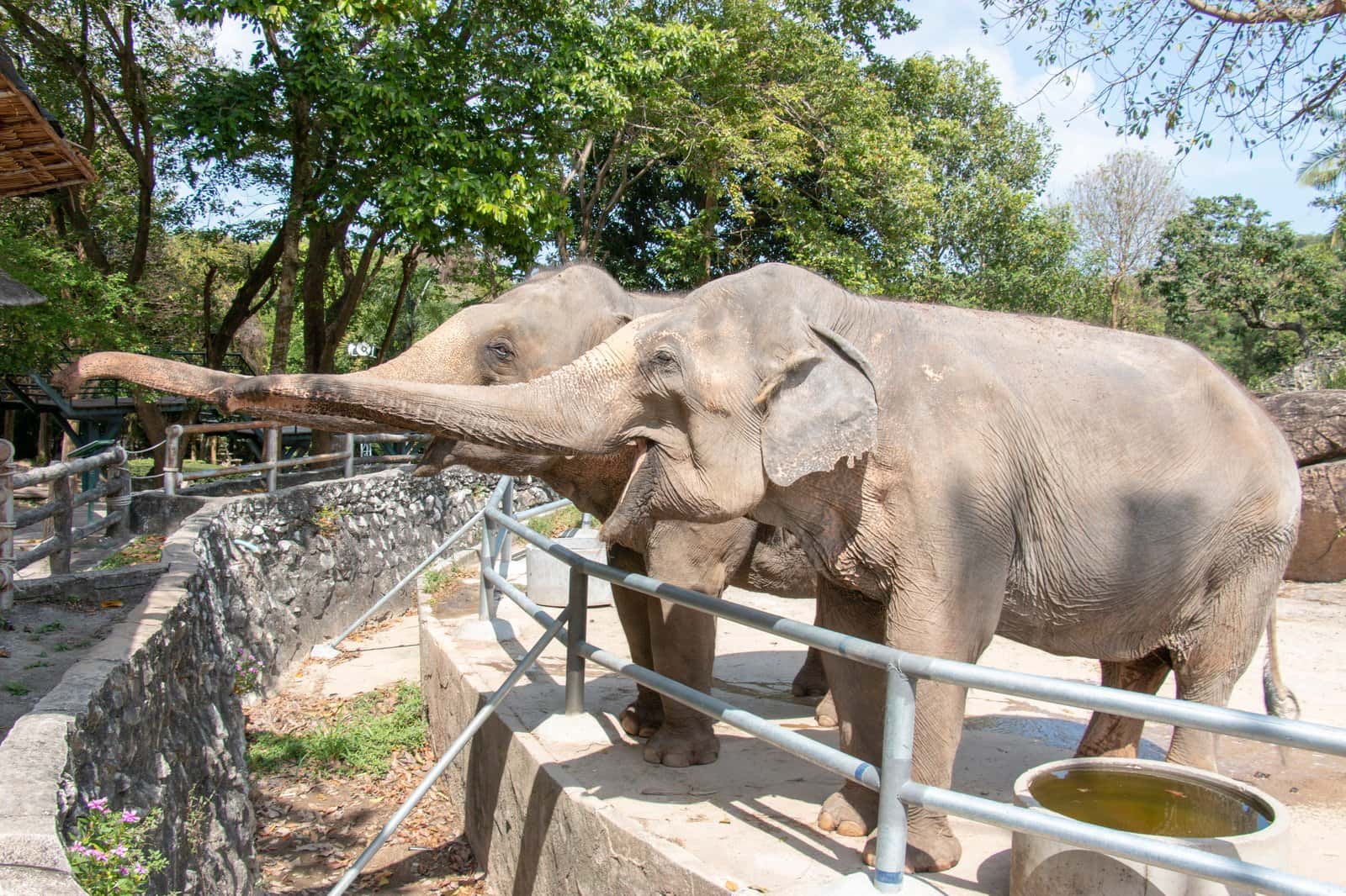 Elephant Breeding Center in Nepal