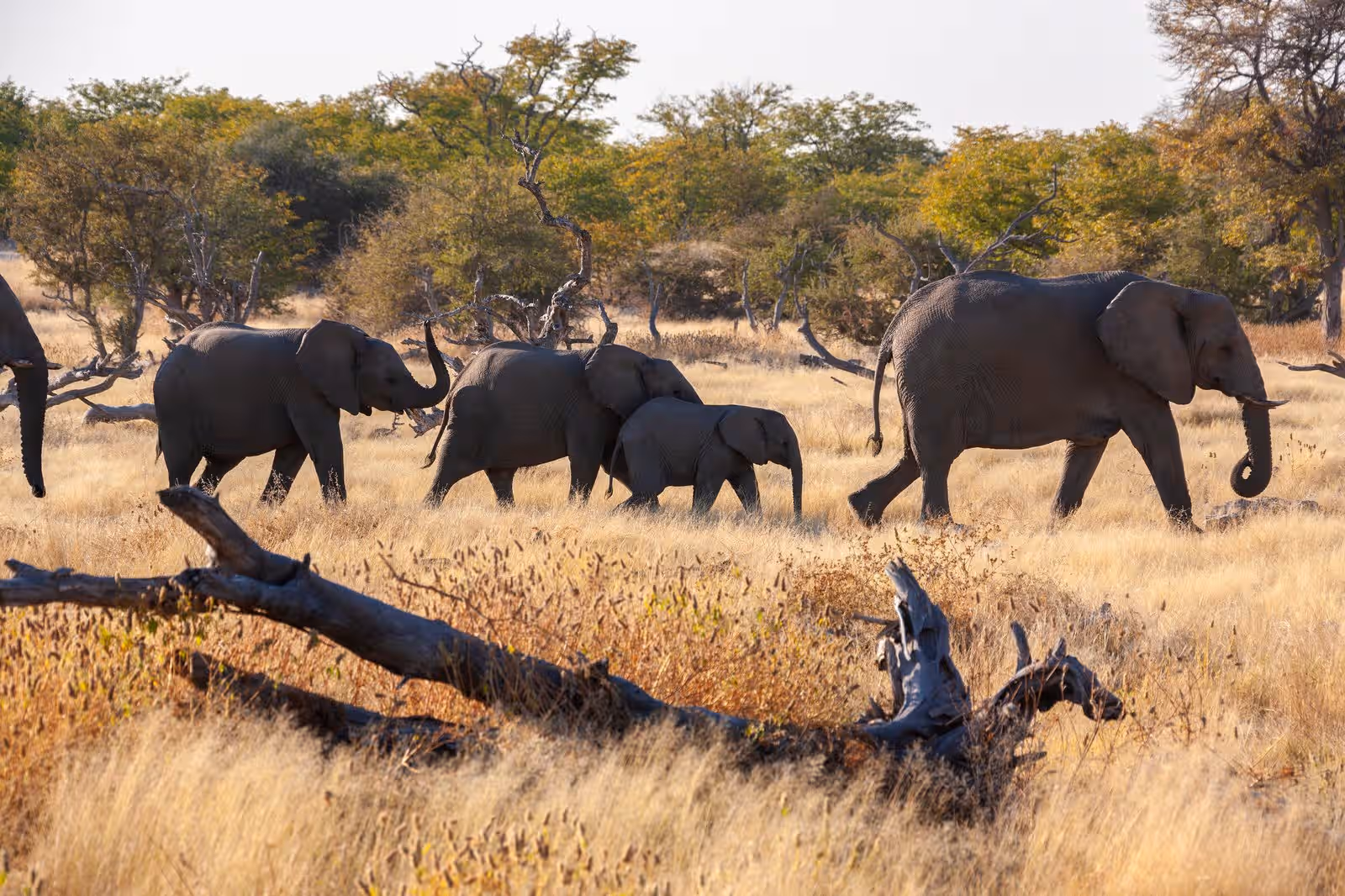 Elephant interaction and safaris in Botswana