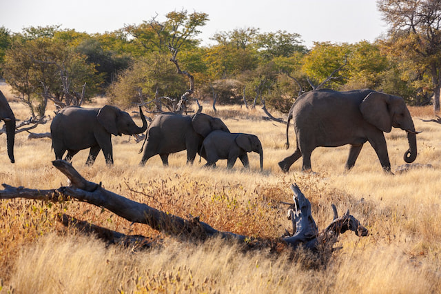Elephant interaction and safaris