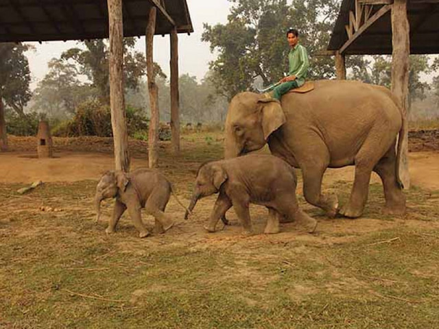 Elephant Breeding Center - 1