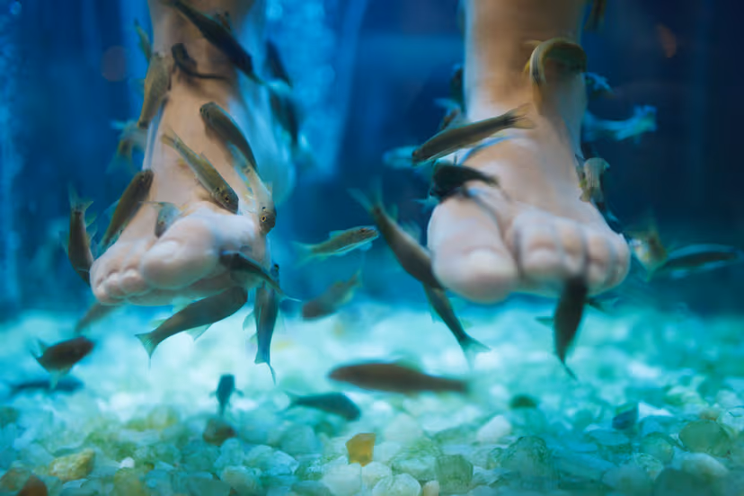 Experience Feet Fish Spa