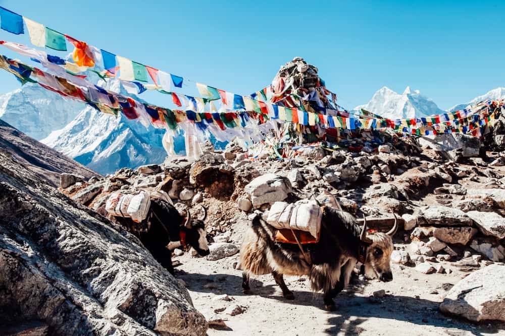 Go For A Yak Safari On Your Sikkim Tour in North East