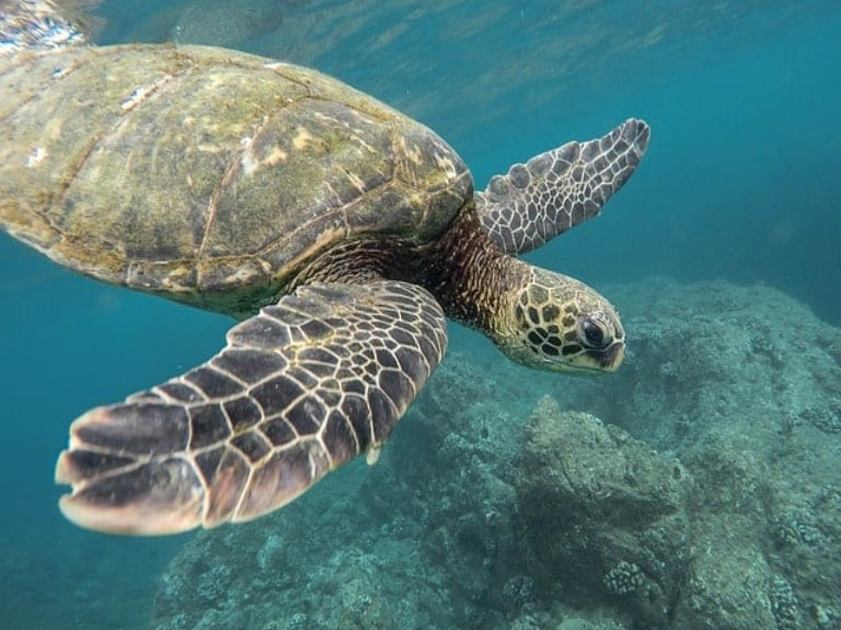 Go Snorkeling At Pigeon Island  - 1