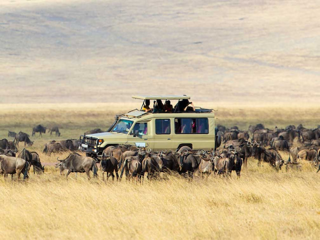 Go On Safari In The Serengeti - 1