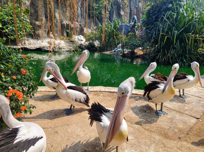 Jurong Bird Park