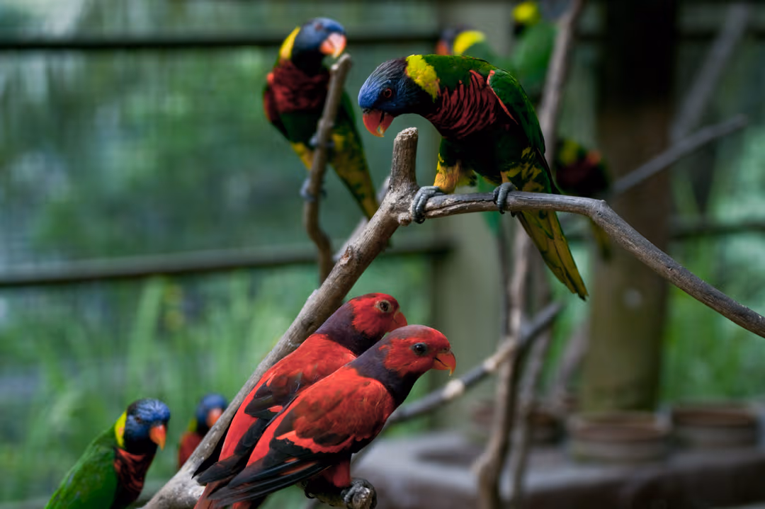 KL Bird Park