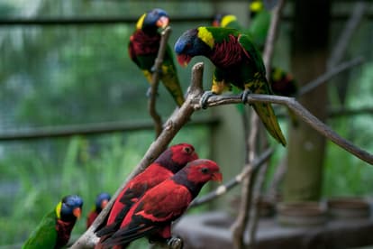 KL Bird Park