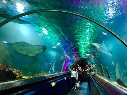 Kelly Tarlton's Sea Life Aquarium
