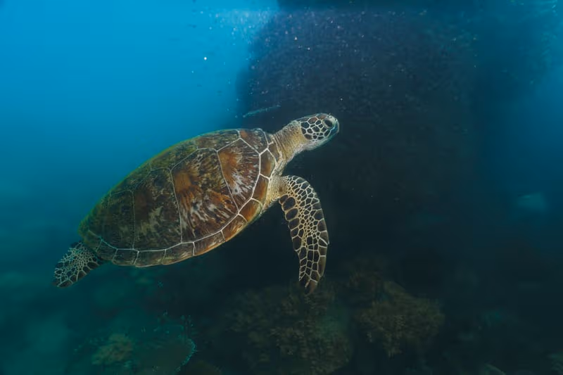 Kosgoda Sea Turtle
