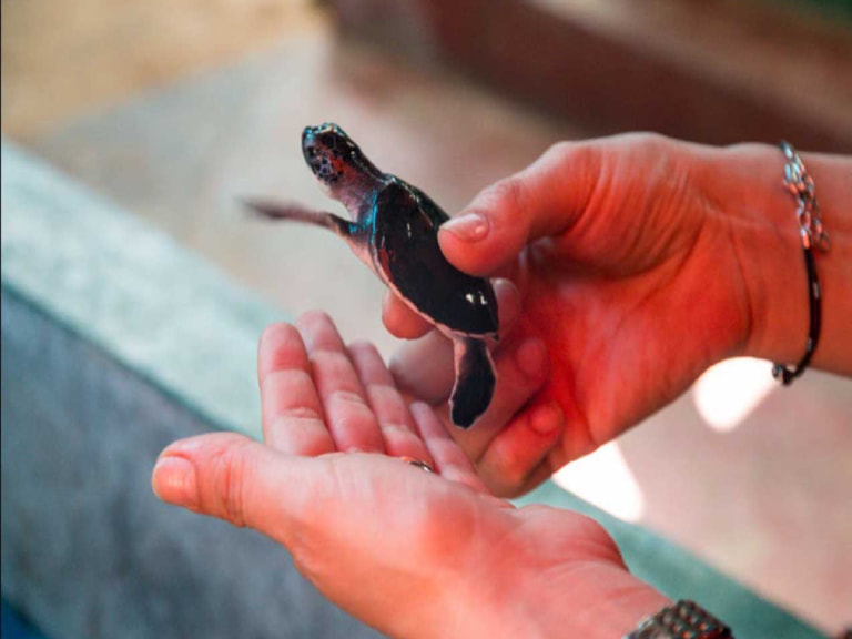 Kosgoda Sea Turtle Conservation Project - 1