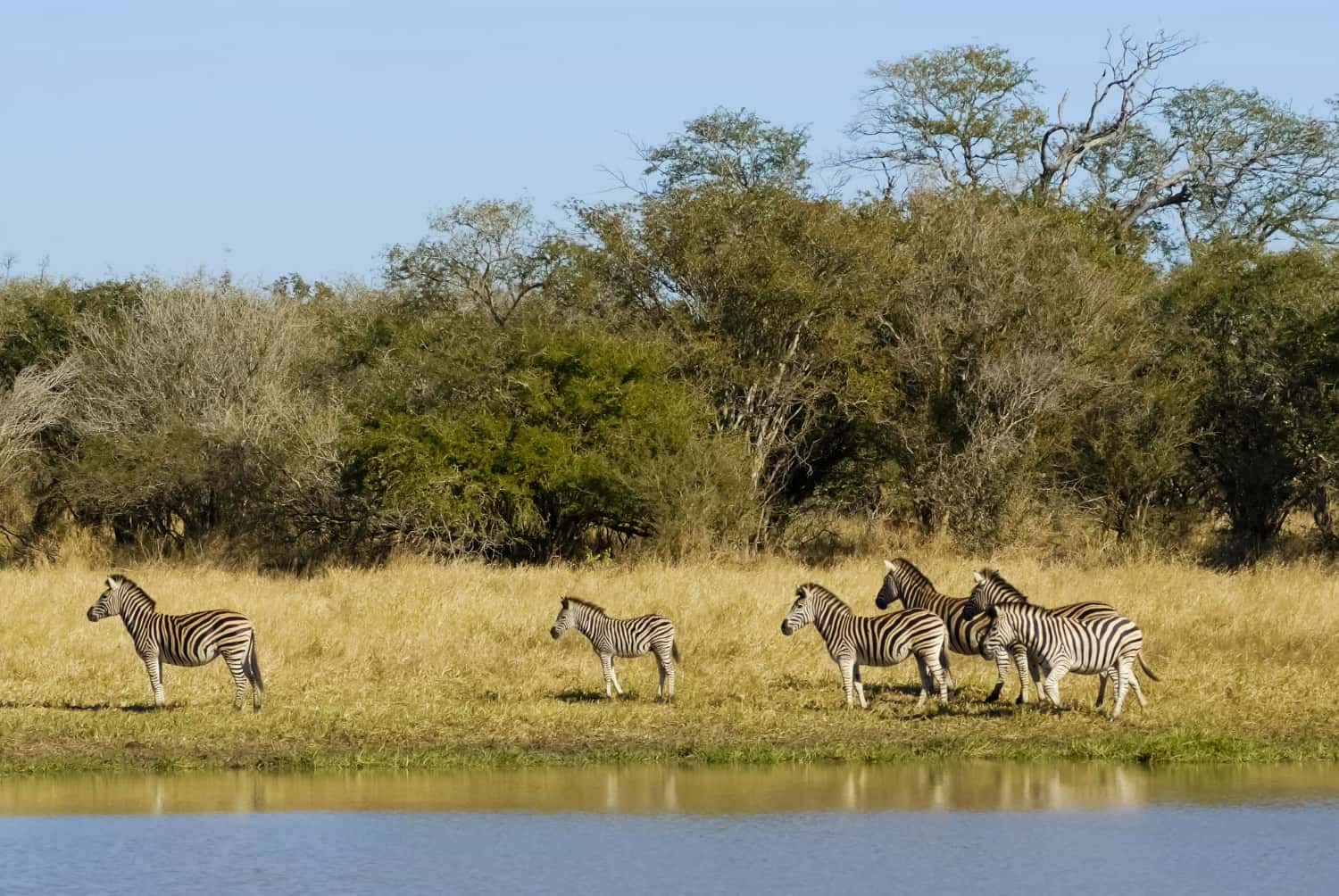 Kruger National Park in All of Africa