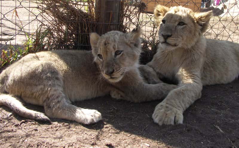 Lion Park in All of Africa