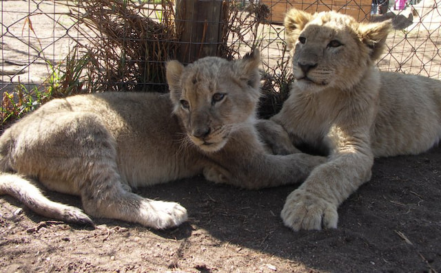 Lion Park