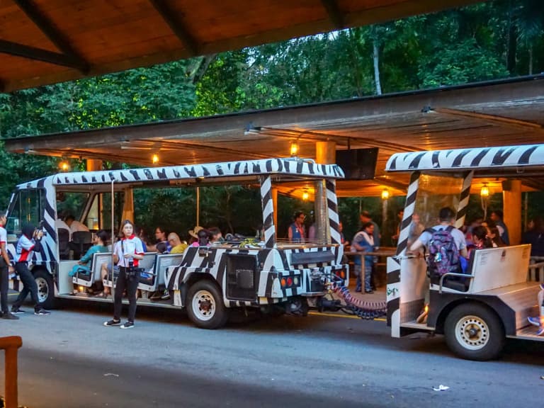 Night Safari - 1