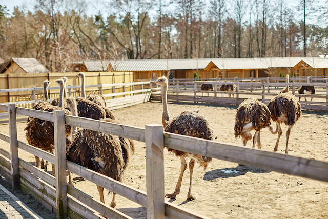 Ostrich Farm Tour